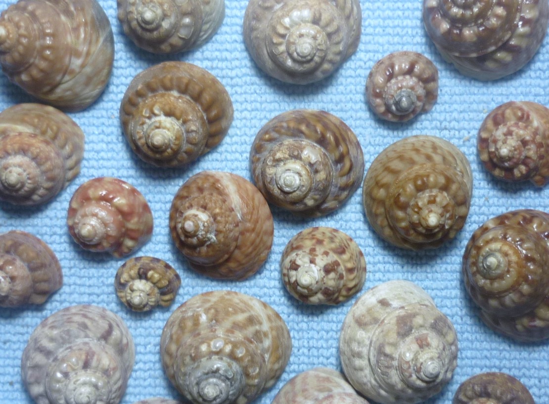 Gibbula magus